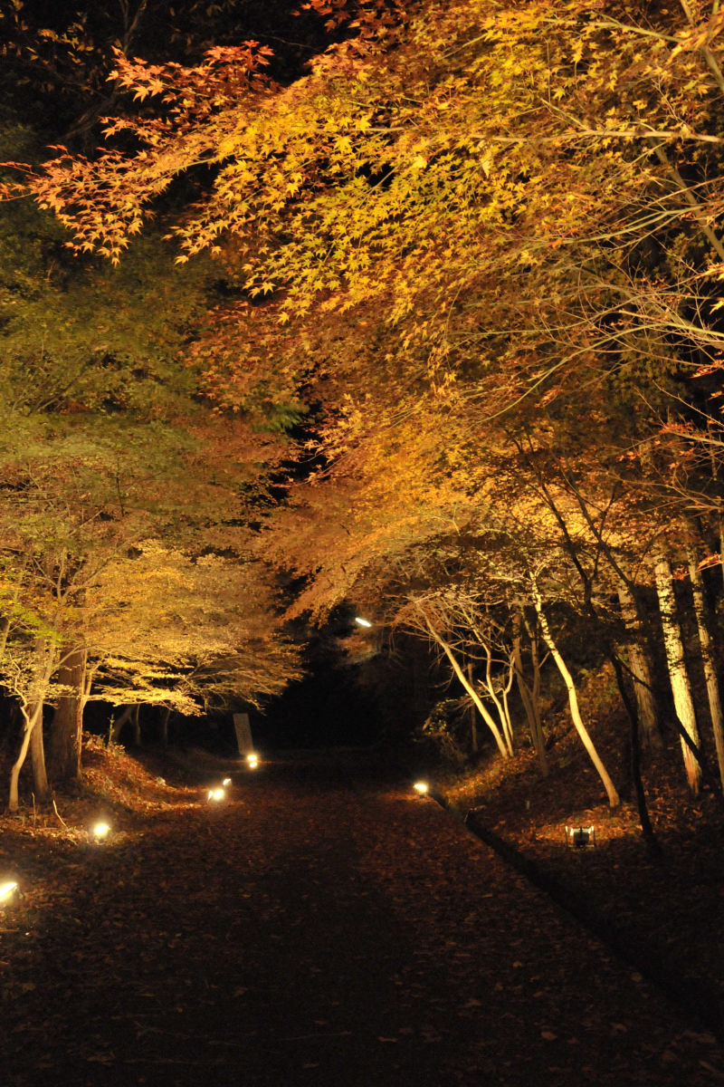 曽木公園　紅葉ライトアップ1